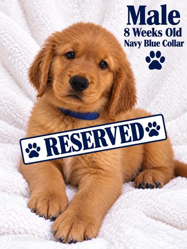 Navy Blue Purebred – Golden Retriever puppy on hold in Los Angeles, CA