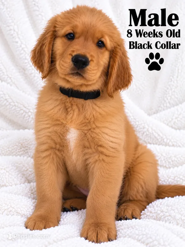 Black Purebred – Golden Retriever puppy for sale in Los Angeles, CA