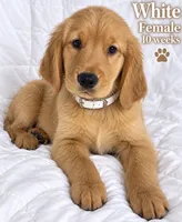 White CKC/DNA HLTH Tested    , a female Golden Retriever for sale in Los Angeles, CA – 1 of 2
