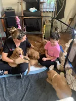 Light Green CKC/DNA HLTH Tested    , a male Golden Retriever for sale in Los Angeles, CA – 5 of 8