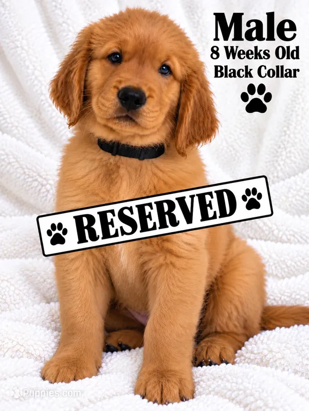 Black Purebred – Golden Retriever puppy on hold in Los Angeles, CA