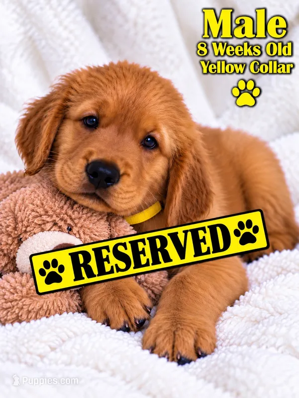 Yellow Purebred – Golden Retriever puppy on hold in Los Angeles, CA
