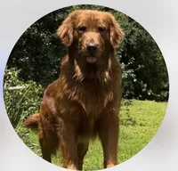 Purple CKC/DNA HLTH  Tested  , a male Golden Retriever for sale in Los Angeles, CA – 2 of 5