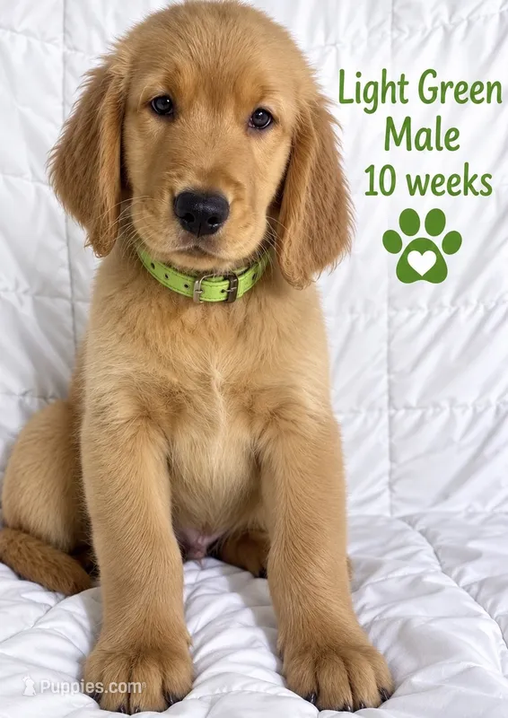Florescent Green     – Golden Retriever puppy for sale in Los Angeles, CA