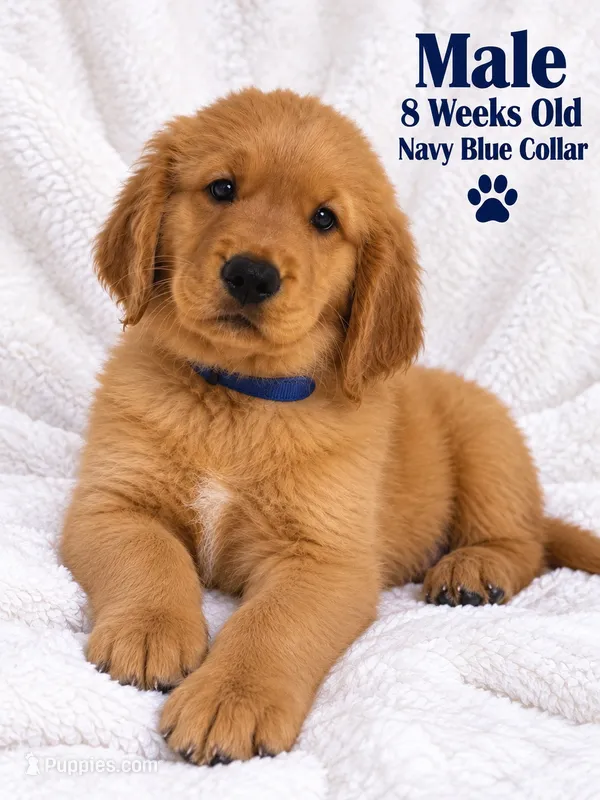 Navy Blue Purebred – Golden Retriever puppy for sale in Los Angeles, CA