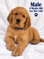 Navy Blue Purebred, a female Golden Retriever for sale in Los Angeles, CA – 1 of 1