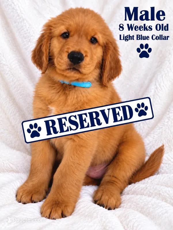 Powder Blue Collar – Golden Retriever puppy on hold in Los Angeles, CA