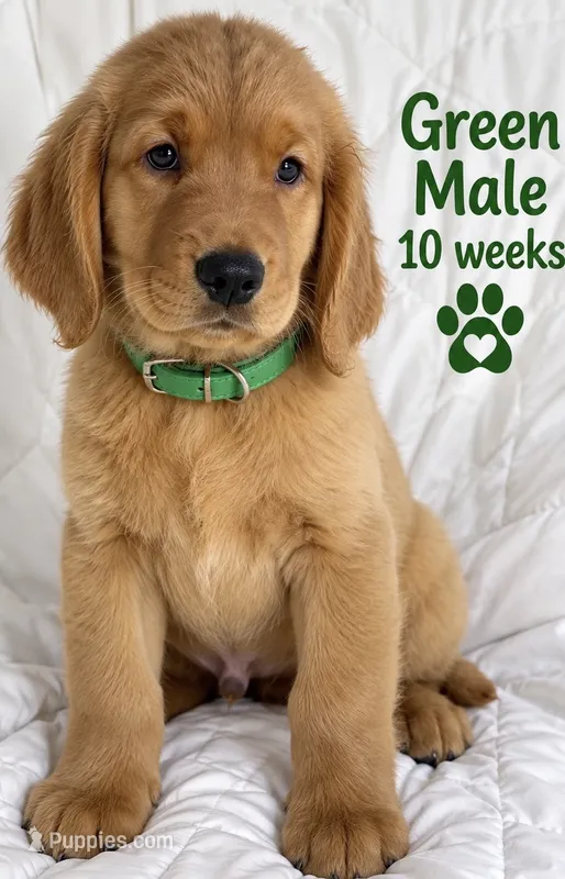 Dark Green Purebred – Golden Retriever puppy for sale in Los Angeles, CA