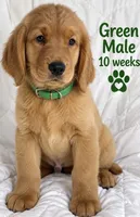 Dark Green CKC/DNA HLTH Tested , a male Golden Retriever for sale in Los Angeles, CA – 1 of 2