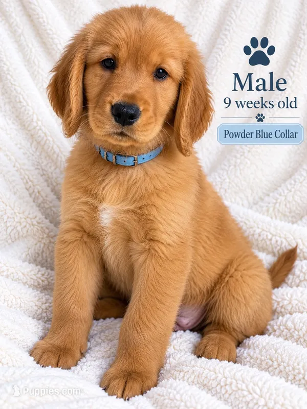 Powder Blue Collar – Golden Retriever puppy on hold in Los Angeles, CA
