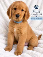 Powder Blue Collar, a male Golden Retriever for sale in Los Angeles, CA – 1 of 1