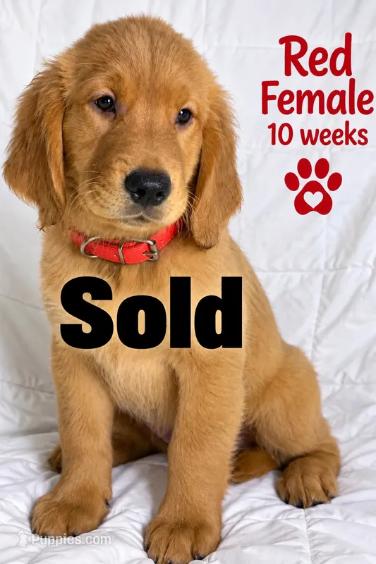 Red CKC/DNA HLTH Tested – Golden Retriever puppy for sale in Los Angeles, CA