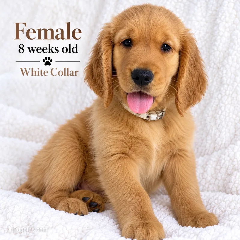 White Collar – Golden Retriever puppy for sale in Los Angeles, CA