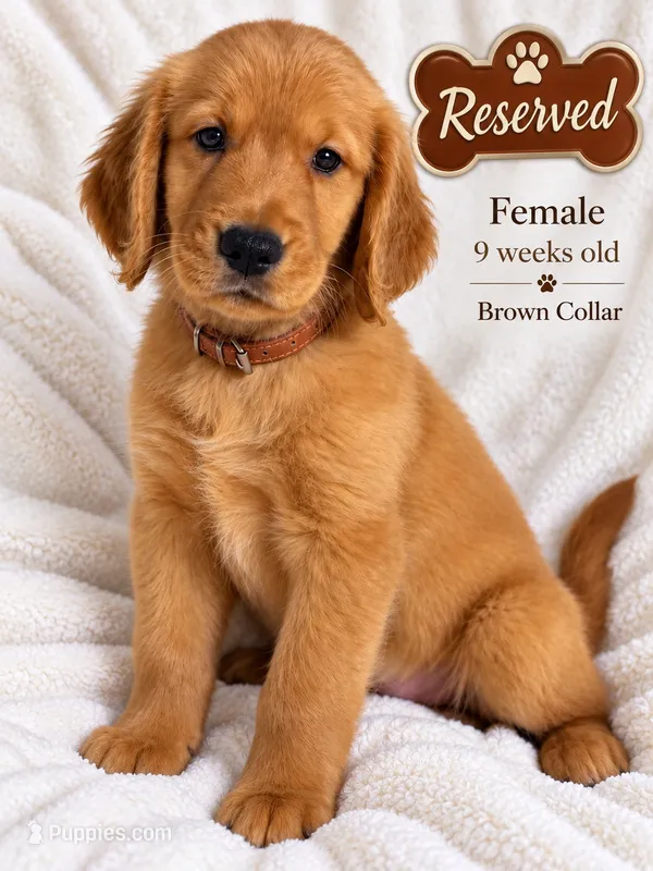 Brown Purebred – Golden Retriever puppy for sale in Los Angeles, CA