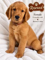 Brown Purebred, a female Golden Retriever for sale in Los Angeles, CA – 1 of 1