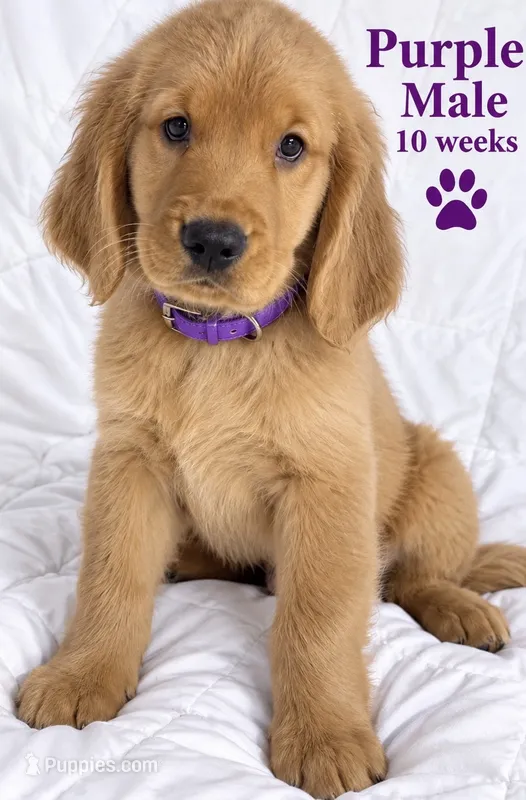 Purple Purebred – Golden Retriever puppy for sale in Los Angeles, CA