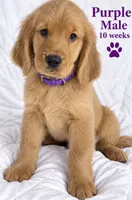 Purple CKC/DNA HLTH  Tested  , a male Golden Retriever for sale in Los Angeles, CA – 1 of 5