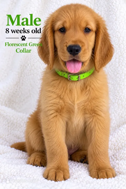 Florescent Green     – Golden Retriever puppy for sale in Los Angeles, CA