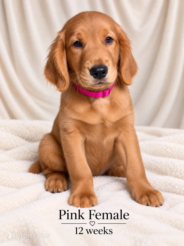 Pink CKC/DNA HLTH Tested  – Golden Retriever puppy for sale in Los Angeles, CA