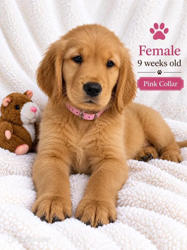Pink Purebred – Golden Retriever puppy for sale in Los Angeles, CA