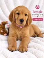 Pink Purebred, a female Golden Retriever for sale in Los Angeles, CA – 1 of 1