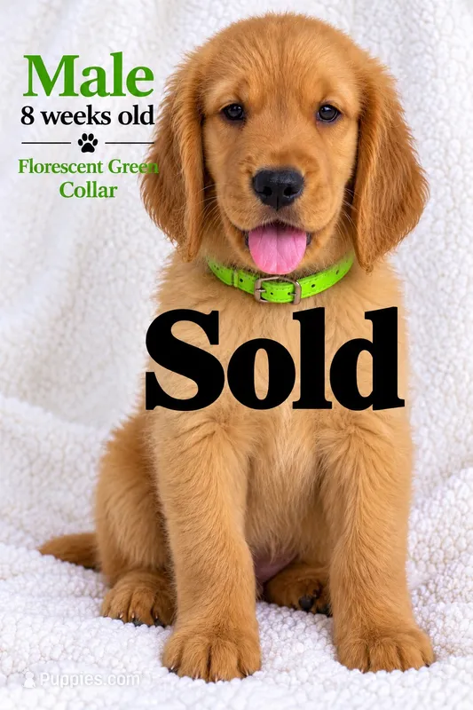 Light Green CKC/DNA HLTH Tested     – Golden Retriever puppy for sale in Los Angeles, CA