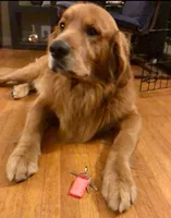 Purple CKC/DNA HLTH  Tested  , a male Golden Retriever for sale in Los Angeles, CA – 4 of 5
