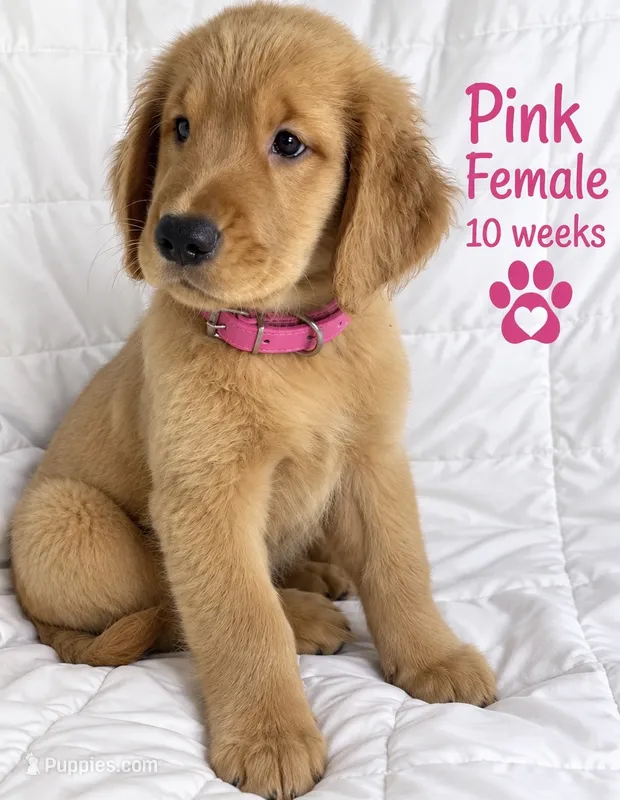 Pink Purebred – Golden Retriever puppy for sale in Los Angeles, CA