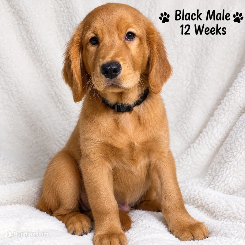 Black DNA HLTH Tested – Golden Retriever puppy for sale in Los Angeles, CA