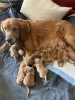 White AKC CKC.  DNA HlLTH Tested    , a female Golden Retriever for sale in Los Angeles, CA – 3 of 5