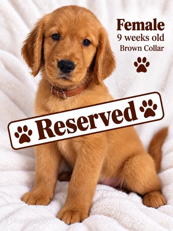 Brown Purebred – Golden Retriever puppy on hold in Los Angeles, CA