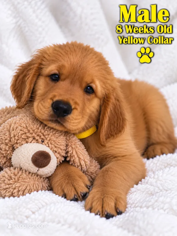 Yellow Purebred – Golden Retriever puppy for sale in Los Angeles, CA