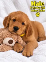Yellow Purebred, a male Golden Retriever for sale in Los Angeles, CA – 1 of 1