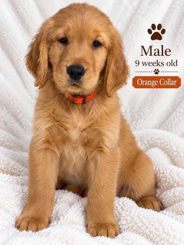 Orange Purebred – Golden Retriever puppy for sale in Los Angeles, CA