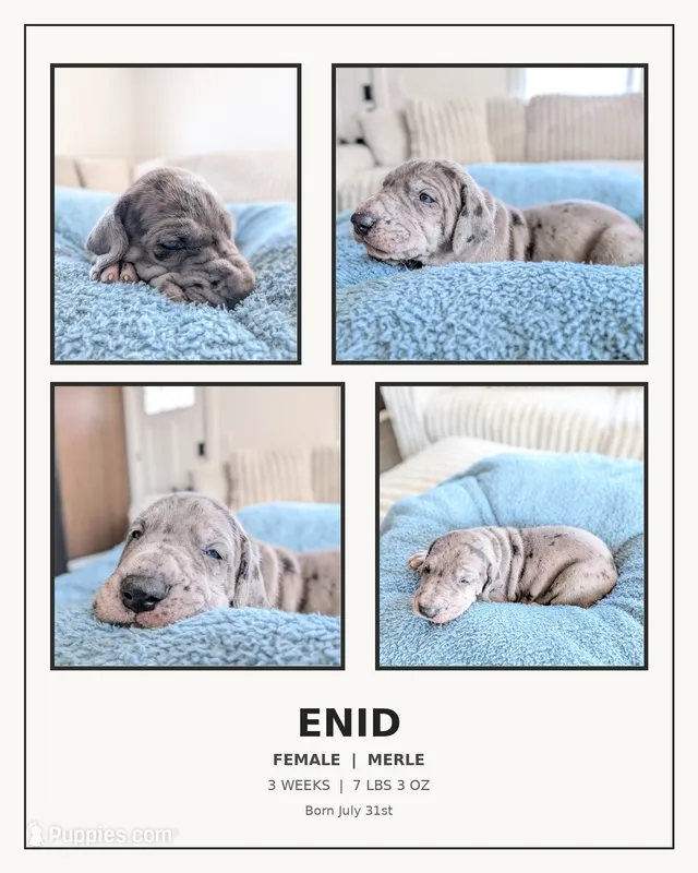 Enid – Great Dane puppy for sale in Burlington, IA
