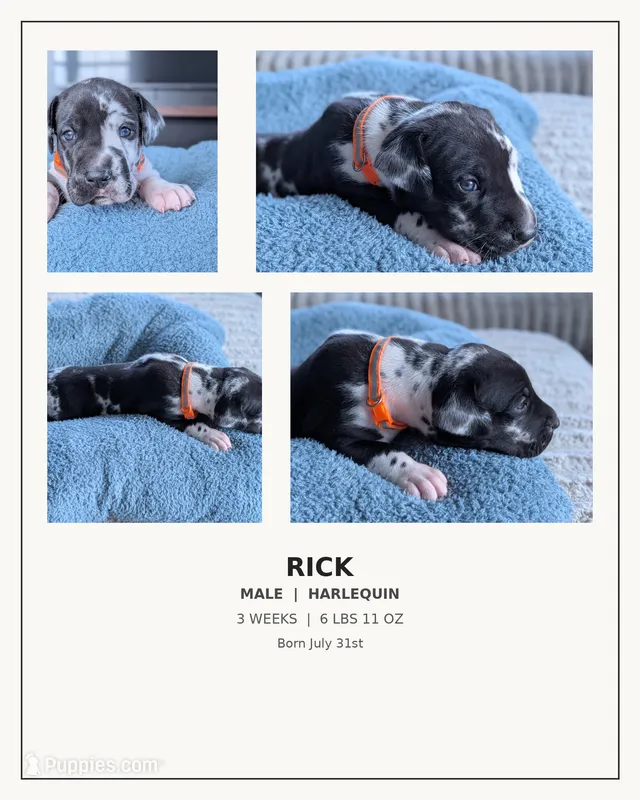Rick – Great Dane puppy for sale in Burlington, IA