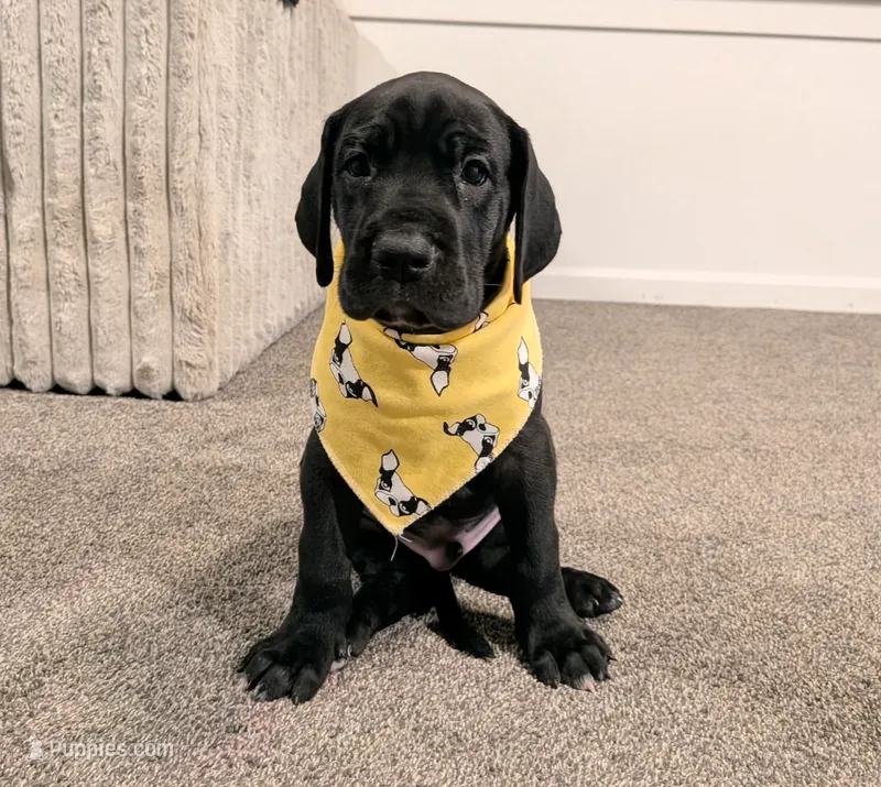 Carl – Great Dane puppy for sale in Burlington, IA