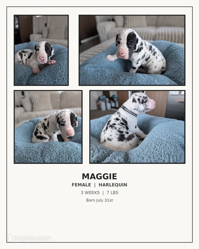 Maggie  – Great Dane puppy for sale in Burlington, IA