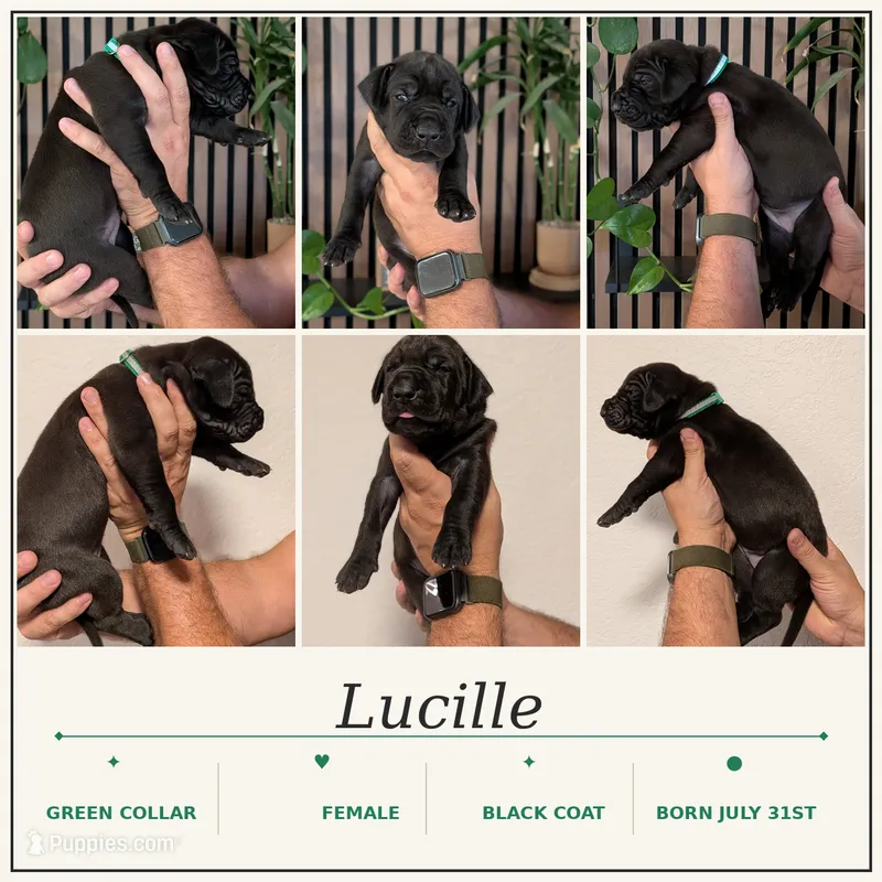 Lucille  – Great Dane puppy for sale in Burlington, IA