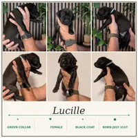 Lucille , a female Great Dane for sale in Burlington, IA – 1 of 1