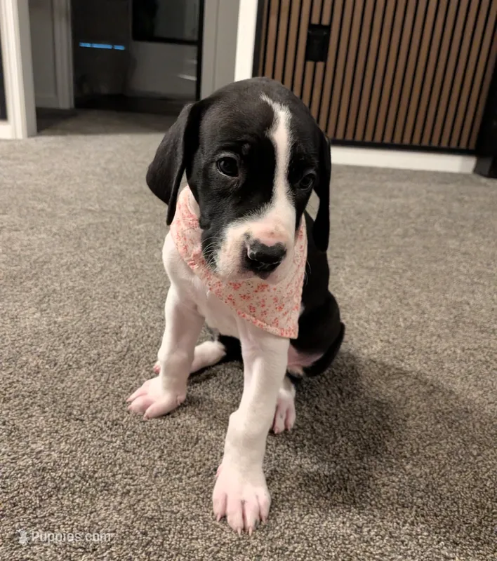 Michonne  – Great Dane puppy for sale in Burlington, IA