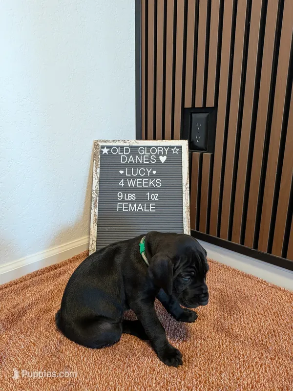 Lucille  – Great Dane puppy for sale in Burlington, IA