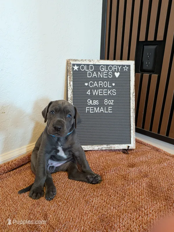 Carol  – Great Dane puppy for sale in Burlington, IA