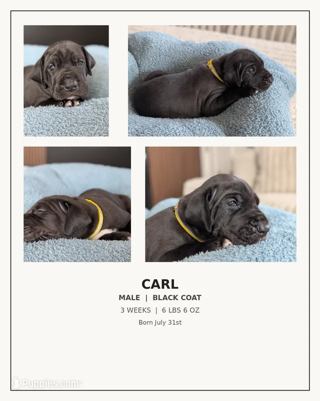 Carl – Great Dane puppy for sale in Burlington, IA