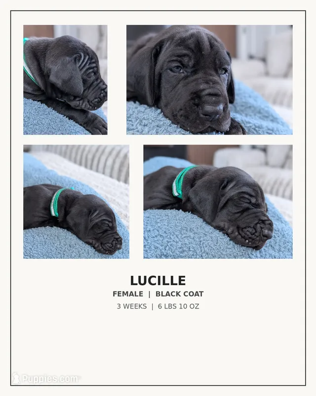 Lucille  – Great Dane puppy for sale in Burlington, IA