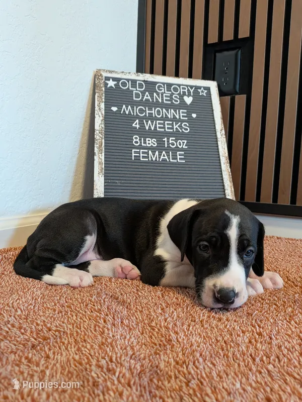 Michonne  – Great Dane puppy for sale in Burlington, IA