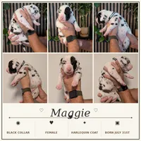 Maggie , a female Great Dane for sale in Burlington, IA – 1 of 1