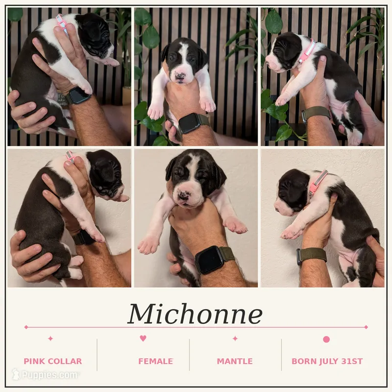 Michonne  – Great Dane puppy for sale in Burlington, IA