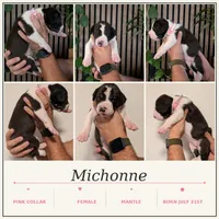 Michonne , a female Great Dane for sale in Burlington, IA – 1 of 1
