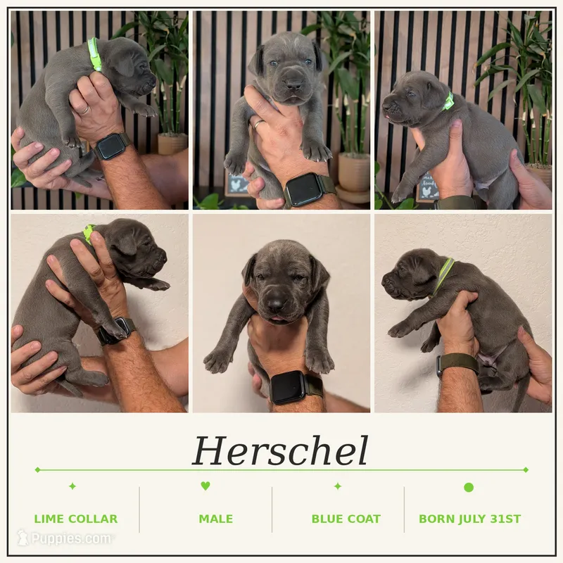Herschel  – Great Dane puppy for sale in Burlington, IA